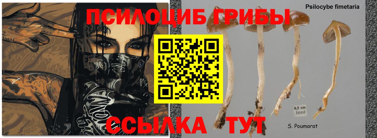 Нижний Новгород  Галлюциногенные грибы ЛСД  Псилоцибиновые грибы Psilocybe  Вход с VPN 